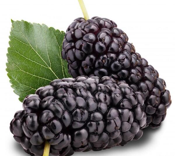عکس شاه توت جنگلی