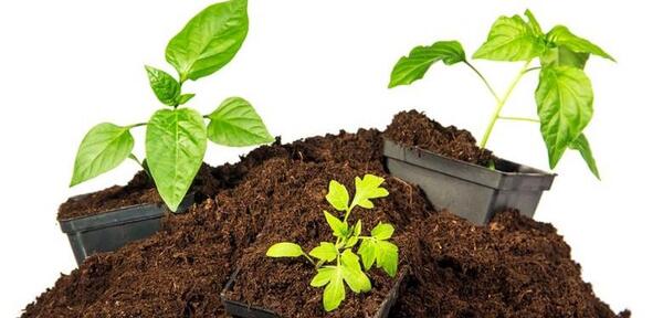 عکس خاک پیت ماس