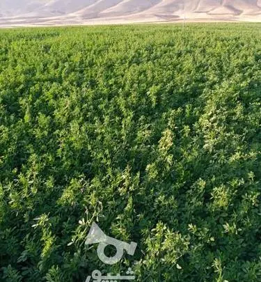 عکس یونجه کوهی