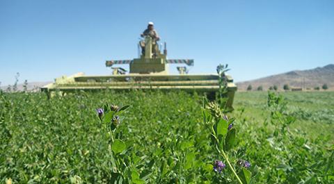 عکس یونجه کوهی
