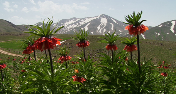عکس یونجه کوهی