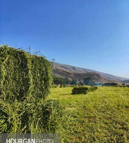 عکس یونجه کوهی