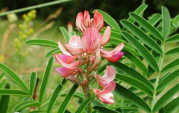 عکس یونجه کوهی
