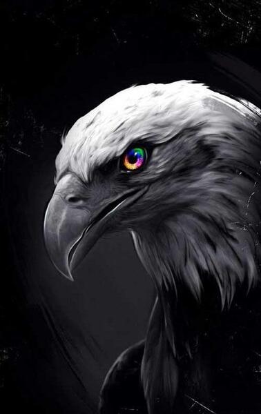 عکس عقاب سیاه برای پروفایل