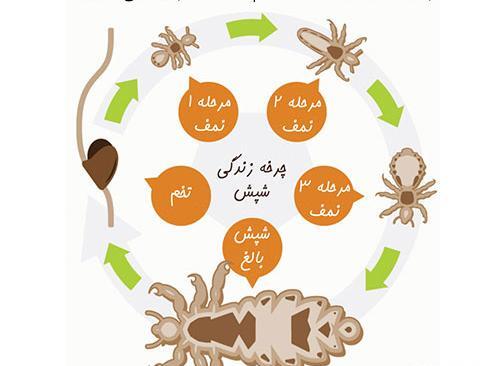 عکس شپش نابالغ