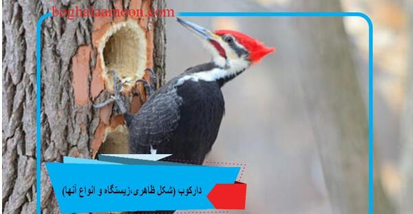 عکس جوجه دارکوب