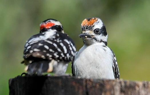عکس جوجه دارکوب