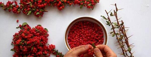 عکس زرشک خشک