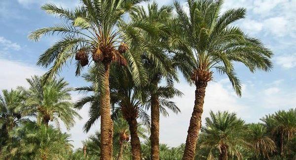 عکس منظره نخل