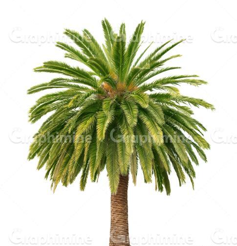 عکس منظره نخل