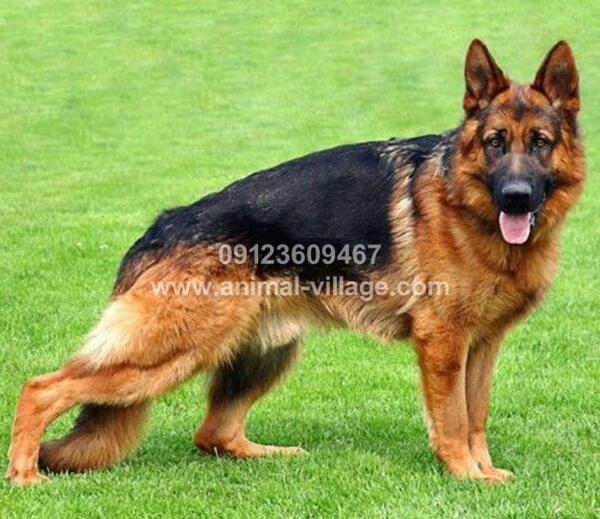 عکس فروش سگ ژرمن شپرد