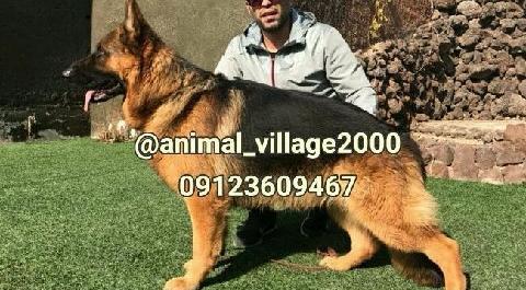 عکس فروش سگ ژرمن شپرد