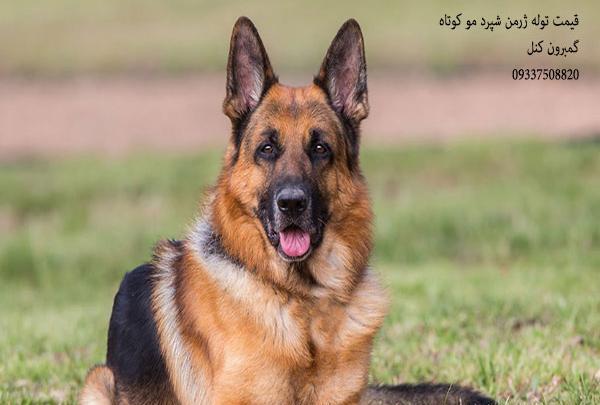 عکس فروش سگ ژرمن شپرد