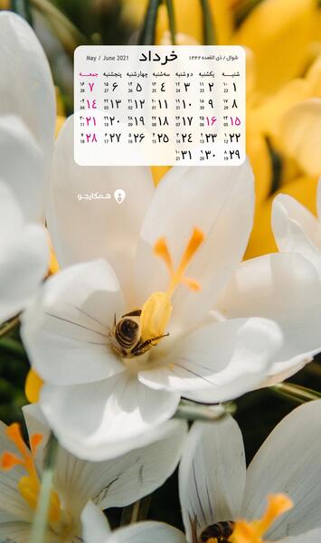 عکس ماه خرداد ۱۴۰۳