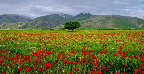 عکس جاهای سرسبز