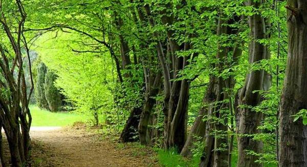 عکس جاهای سرسبز