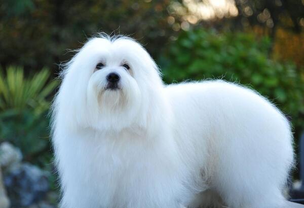 عکس سگ تریر خوشگل