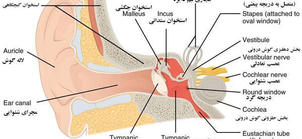عکس داخل گوش انسان