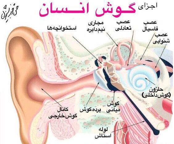 عکس داخل گوش انسان