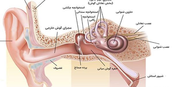 عکس داخل گوش انسان
