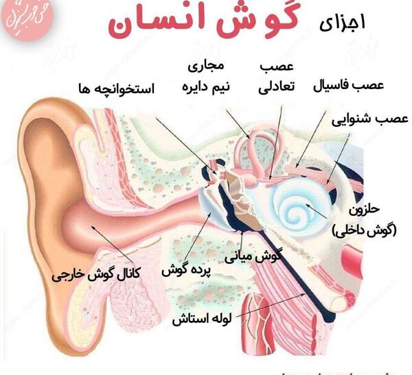 عکس داخل گوش انسان