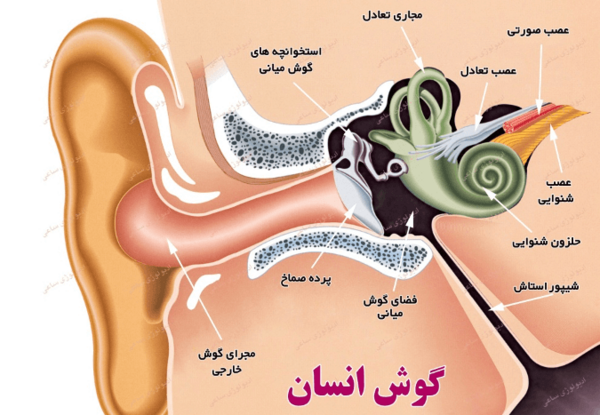 عکس داخل گوش انسان