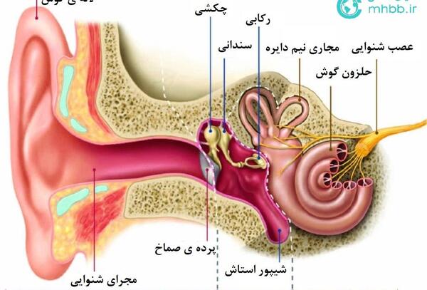 عکس داخل گوش انسان
