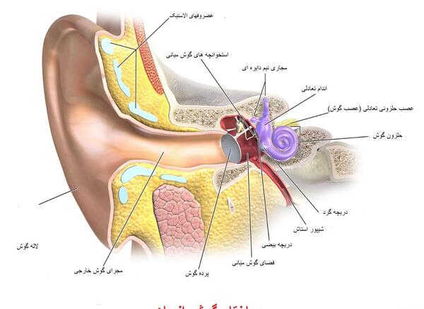 عکس داخل گوش انسان
