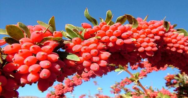عکس مزرعه زرشک