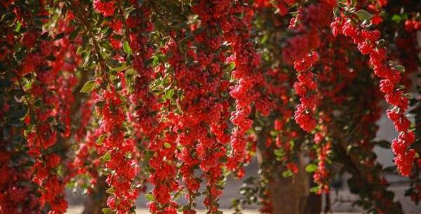 عکس مزرعه زرشک
