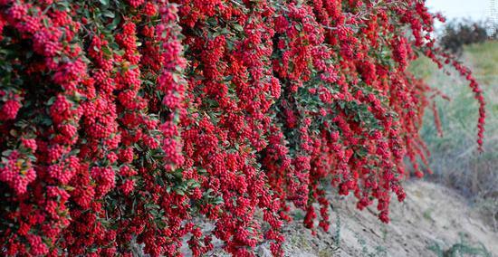 عکس مزرعه زرشک