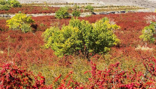 عکس مزرعه زرشک