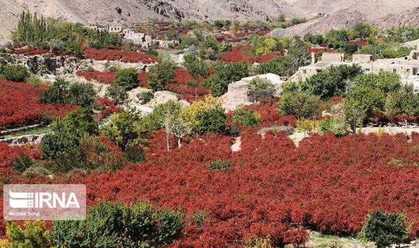 عکس مزرعه زرشک