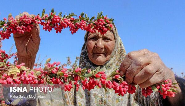 عکس مزرعه زرشک