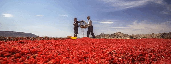 عکس مزرعه زرشک