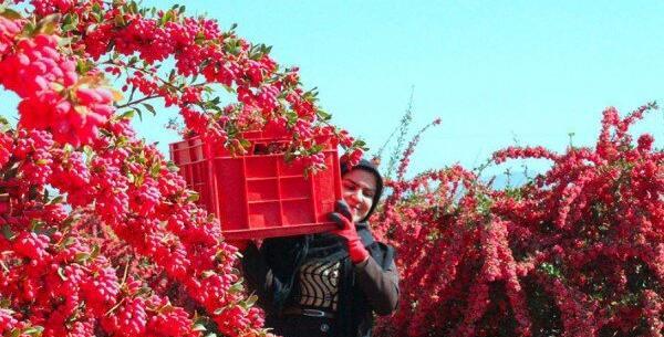 عکس مزرعه زرشک