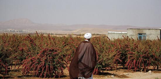 عکس مزرعه زرشک