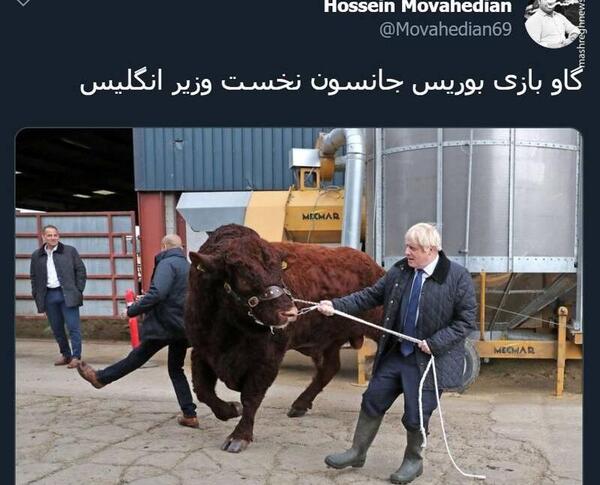 عکس شپش گاو