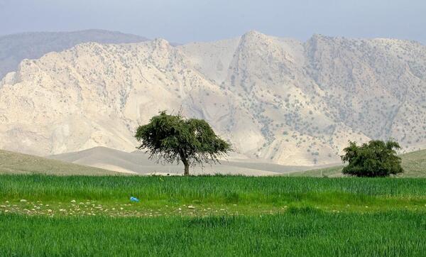 عکس از طبیعت لالی