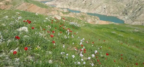 عکس از طبیعت لالی
