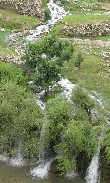 عکس از طبیعت لالی