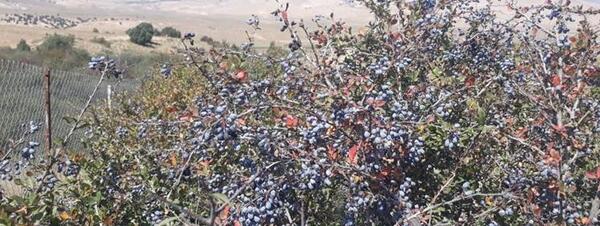 عکس زرشک ابی