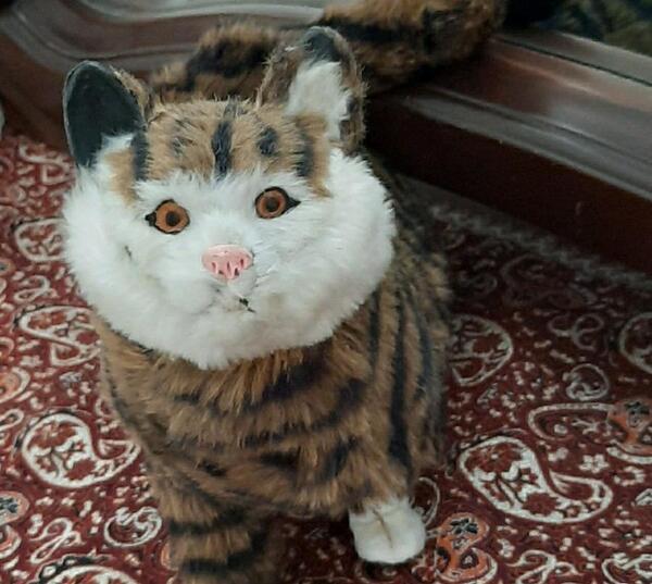 عکس گربه لم داده