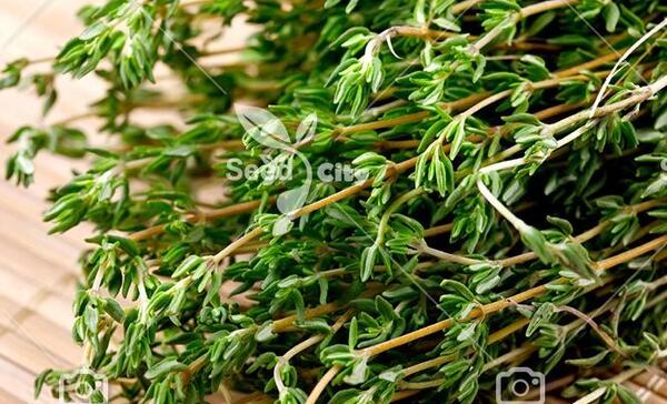 عکس بذر آویشن