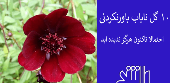 عکس گل های زیبا و نایاب