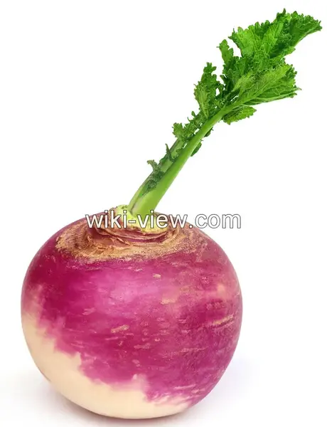 عکس شلغم سفید