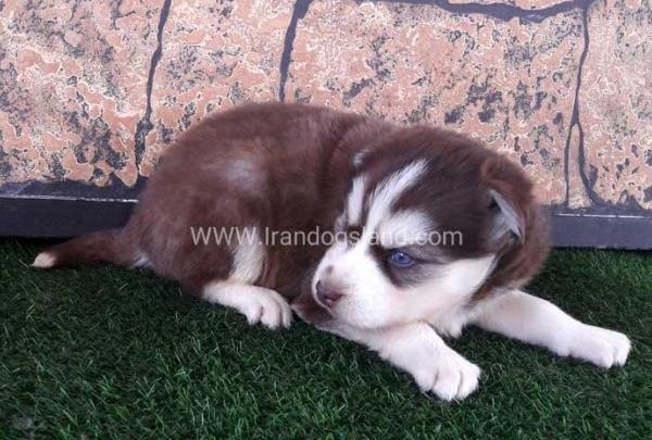 عکس سگ هاسکی قهوه ای