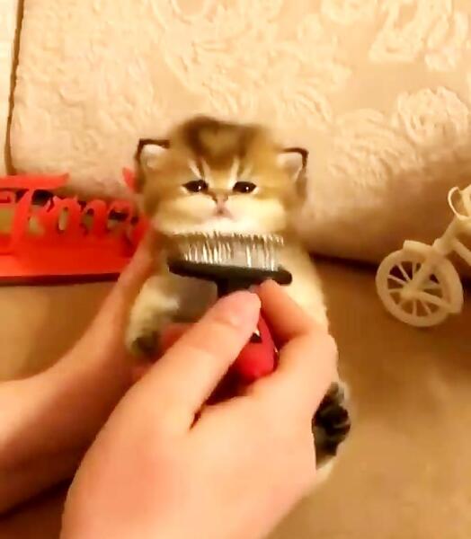 عکس گربه گوگولی مگولی