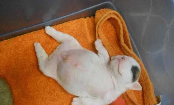 عکس گربه گوگولی مگولی