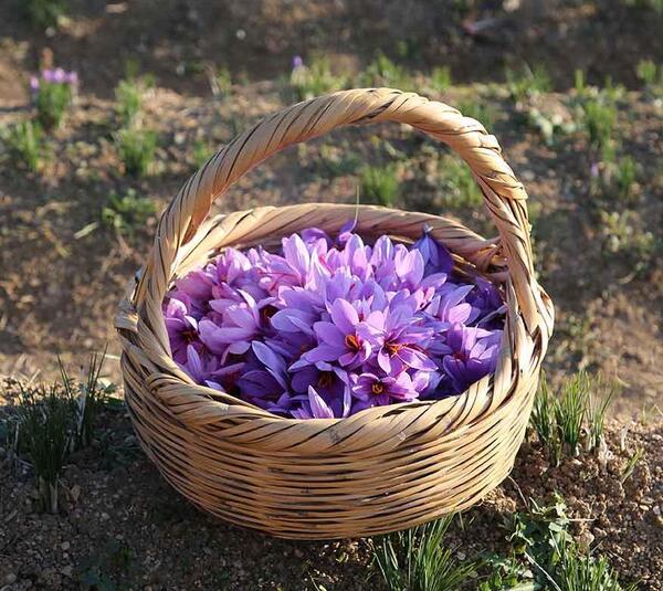 عکس زعفران و گل